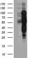mBD-1 antibody, TA890133, Origene, Western Blot image 