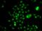 NELF-E antibody, orb247734, Biorbyt, Immunofluorescence image 
