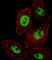 Paired Like Homeobox 2B antibody, abx026216, Abbexa, Western Blot image 