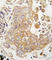 Cytochrome P450 Family 1 Subfamily A Member 1 antibody, abx033807, Abbexa, Western Blot image 