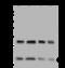 Eukaryotic Translation Initiation Factor 5A2 antibody, 14927-T52, Sino Biological, Western Blot image 