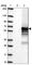 RAN Binding Protein 3 Like antibody, HPA061526, Atlas Antibodies, Western Blot image 