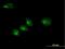 Golgi SNAP Receptor Complex Member 2 antibody, H00009570-B01P, Novus Biologicals, Immunofluorescence image 