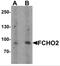 FCH Domain Only 2 antibody, NBP2-81825, Novus Biologicals, Western Blot image 