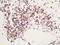 Cytokine receptor-like factor 1 antibody, orb156452, Biorbyt, Immunohistochemistry paraffin image 