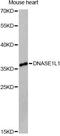 Deoxyribonuclease-1-like 1 antibody, LS-C748211, Lifespan Biosciences, Western Blot image 