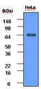 HSP70 antibody, LS-B2933, Lifespan Biosciences, Western Blot image 
