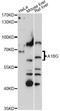 Alpha-1-B Glycoprotein antibody, LS-C749987, Lifespan Biosciences, Western Blot image 