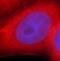 Endoplasmin antibody, FNab03665, FineTest, Immunofluorescence image 
