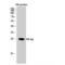 Hemagglutinin antibody, LS-C380549, Lifespan Biosciences, Western Blot image 