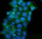 Caseinolytic Mitochondrial Matrix Peptidase Proteolytic Subunit antibody, A01117-1, Boster Biological Technology, Immunofluorescence image 