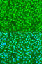 Serine/arginine-rich splicing factor 9 antibody, 14-491, ProSci, Immunofluorescence image 