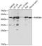 PARD6A antibody, A04207, Boster Biological Technology, Western Blot image 