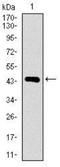 Dynein Axonemal Light Chain 4 antibody, NBP2-37389, Novus Biologicals, Western Blot image 