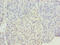 EGF Like Domain Multiple 6 antibody, CSB-PA811602LA01HU, Cusabio, Immunohistochemistry paraffin image 