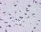 Diencephalon/Mesencephalon Homeobox 1 antibody, NBP1-80255, Novus Biologicals, Immunohistochemistry frozen image 
