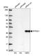 Replication Termination Factor 2 antibody, NBP2-30645, Novus Biologicals, Western Blot image 