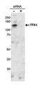 SPIN antibody, A300-018A, Bethyl Labs, Western Blot image 