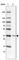 Ring Finger Protein 217 antibody, HPA029598, Atlas Antibodies, Western Blot image 