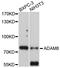 ADAM Metallopeptidase Domain 8 antibody, abx125491, Abbexa, Western Blot image 