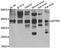Somatostatin Receptor 4 antibody, abx006872, Abbexa, Western Blot image 