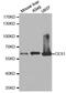 Carboxylesterase 1 antibody, MBS127749, MyBioSource, Western Blot image 