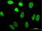 TATA-Box Binding Protein Associated Factor 11 antibody, H00006882-M07, Novus Biologicals, Immunofluorescence image 