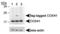 Cytochrome C Oxidase Subunit 4I1 antibody, TA301446, Origene, Western Blot image 