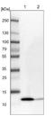 ABRA C-Terminal Like antibody, NBP1-81670, Novus Biologicals, Western Blot image 