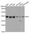 Ring Finger Protein 2 antibody, A01209-2, Boster Biological Technology, Western Blot image 