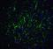 Ribosomal Protein SA antibody, NBP2-41246, Novus Biologicals, Immunofluorescence image 