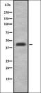 Cytokine-inducible SH2-containing protein antibody, orb337710, Biorbyt, Western Blot image 