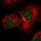 Zinc Finger Protein 341 antibody, PA5-55122, Invitrogen Antibodies, Immunofluorescence image 