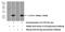 Interleukin 36 Gamma antibody, 21255-1-AP, Proteintech Group, Western Blot image 