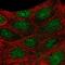 Protein Arginine Methyltransferase 6 antibody, HPA059424, Atlas Antibodies, Immunofluorescence image 