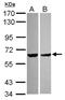 Pyridine Nucleotide-Disulphide Oxidoreductase Domain 2 antibody, NBP2-20023, Novus Biologicals, Western Blot image 