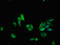 Probable 7,8-dihydro-8-oxoguanine triphosphatase NUDT15 antibody, orb401768, Biorbyt, Immunocytochemistry image 