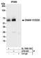 CD226 Molecule antibody, A700-063, Bethyl Labs, Immunoprecipitation image 