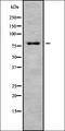 Ataxin-7-like protein 3 antibody, orb338031, Biorbyt, Western Blot image 