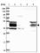 Homer Scaffold Protein 2 antibody, HPA040134, Atlas Antibodies, Western Blot image 