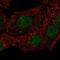 ELL-associated factor 1 antibody, NBP2-57007, Novus Biologicals, Immunocytochemistry image 