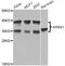AHSA1 antibody, A8018, ABclonal Technology, Western Blot image 