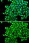 Lactate Dehydrogenase A antibody, GTX32701, GeneTex, Immunofluorescence image 