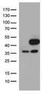 Mitogen-activated protein kinase 3 antibody, CF505700, Origene, Western Blot image 