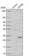 Chromosome 6 Open Reading Frame 62 antibody, NBP1-90534, Novus Biologicals, Western Blot image 