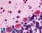 MSL-1 antibody, LS-A228, Lifespan Biosciences, Immunohistochemistry frozen image 