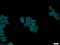 PFKP antibody, 13389-1-AP, Proteintech Group, Immunofluorescence image 