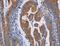 Acid Phosphatase 6, Lysophosphatidic antibody, LS-C401813, Lifespan Biosciences, Immunohistochemistry paraffin image 