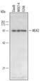 Mitogen-Activated Protein Kinase Kinase Kinase 10 antibody, AF5066, R&D Systems, Western Blot image 