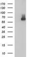 Scavenger Receptor Class B Member 1 antibody, TA507135, Origene, Western Blot image 
